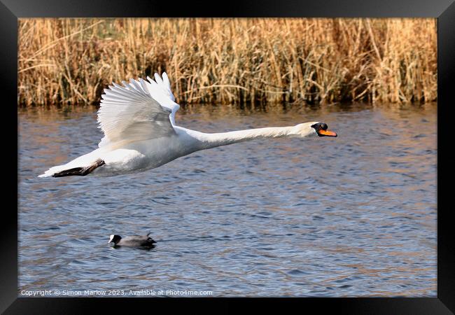 Mute Swan flyby over a lake Framed Print by Simon Marlow