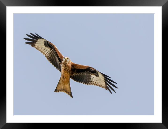 Majestic Red Kite Overhead Framed Mounted Print by Simon Marlow