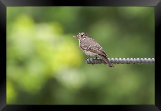 Elusive Beauty The Spotted Flycatcher Framed Print by Simon Marlow