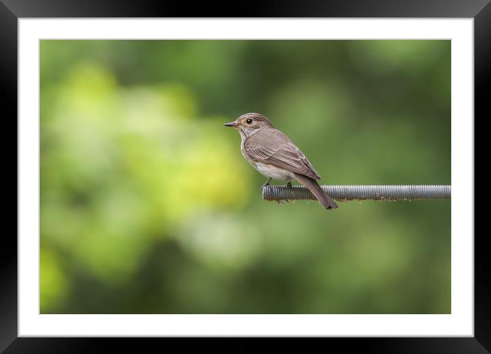 Elusive Beauty The Spotted Flycatcher Framed Mounted Print by Simon Marlow