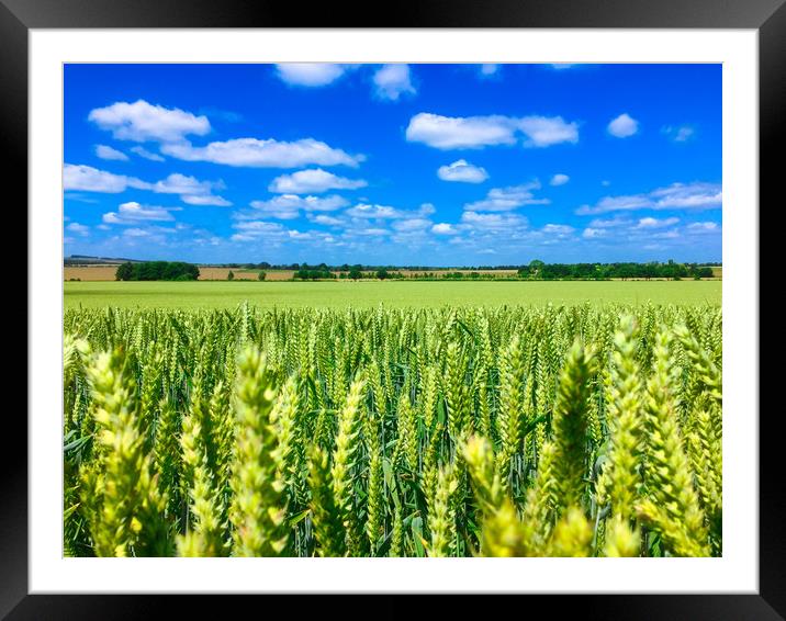 Summer landscape across fields at Blewbury in Oxfo Framed Mounted Print by Simon Marlow