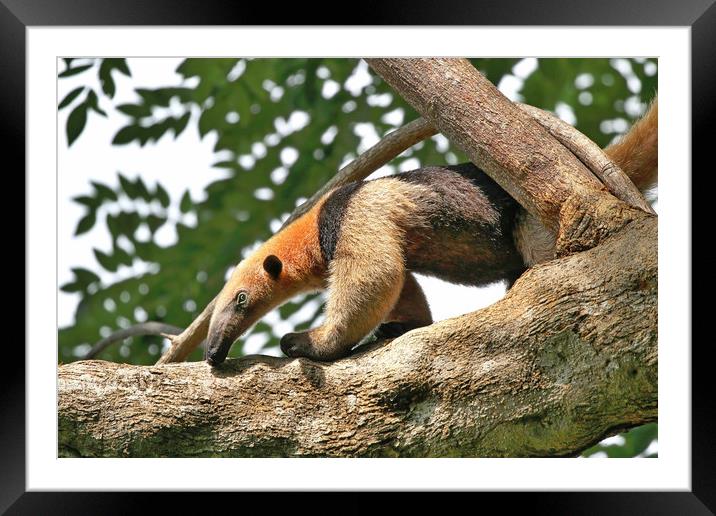 Wild Anteater on a tree in Costa Rica Framed Mounted Print by Simon Marlow