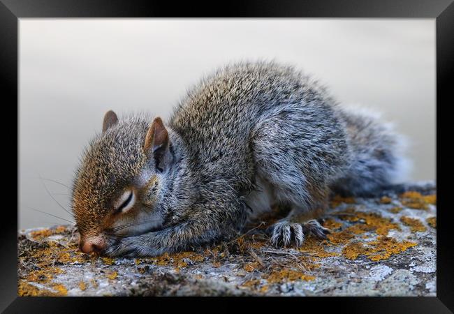 Very cute sleeping baby Grey Squirrel Framed Print by Simon Marlow
