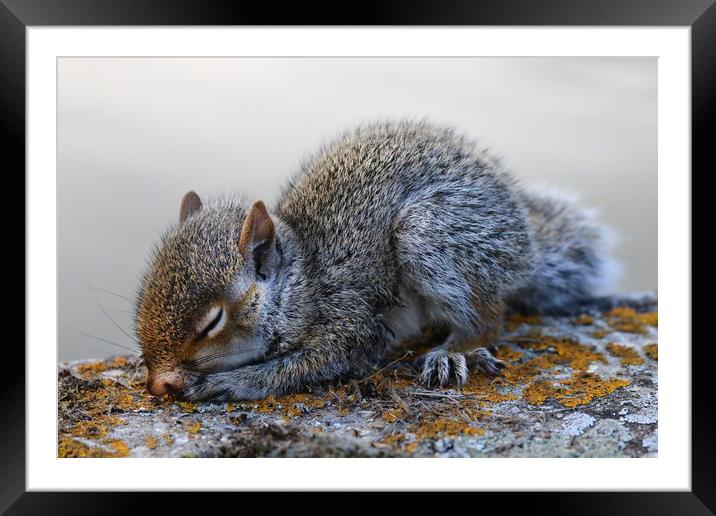Very cute sleeping baby Grey Squirrel Framed Mounted Print by Simon Marlow