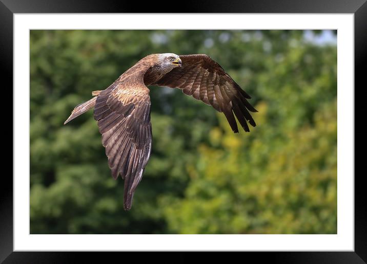Majestic Hunter in Flight Framed Mounted Print by Simon Marlow