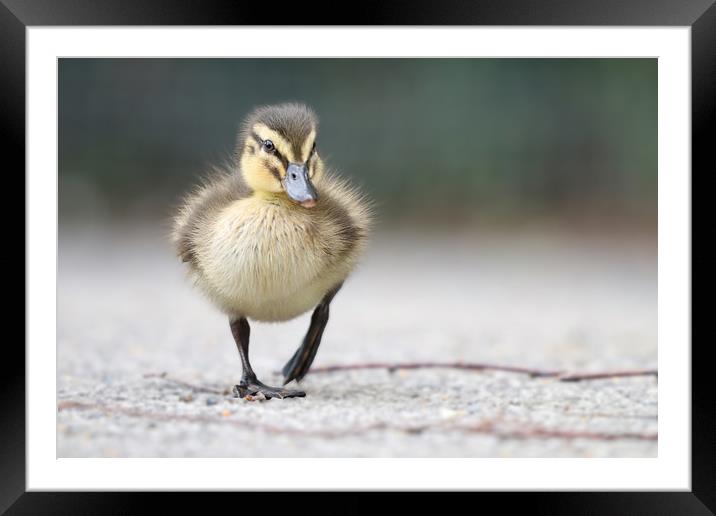 Adorable Mallard Ducklings First Steps Framed Mounted Print by Simon Marlow
