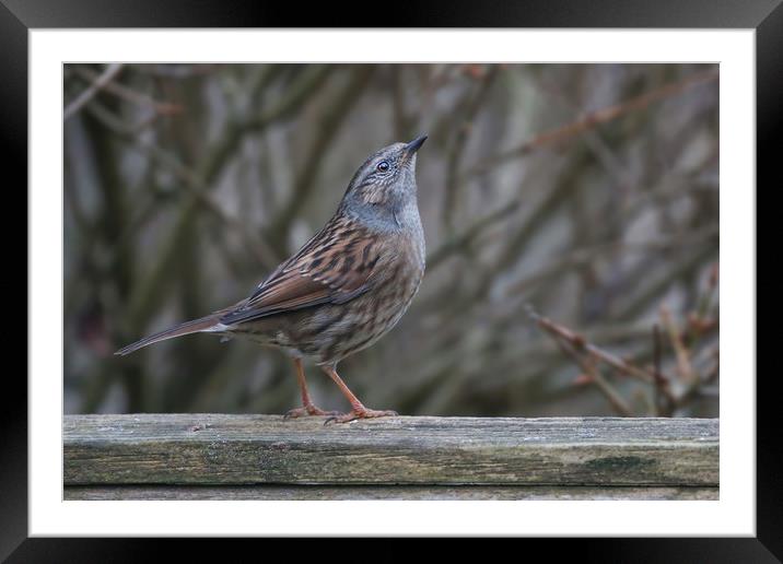 Dunnock The Humble Songbirds Majestic Look Framed Mounted Print by Simon Marlow