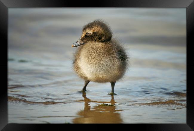 Adorable Eider Duckling on the Shoreline Framed Print by Simon Marlow