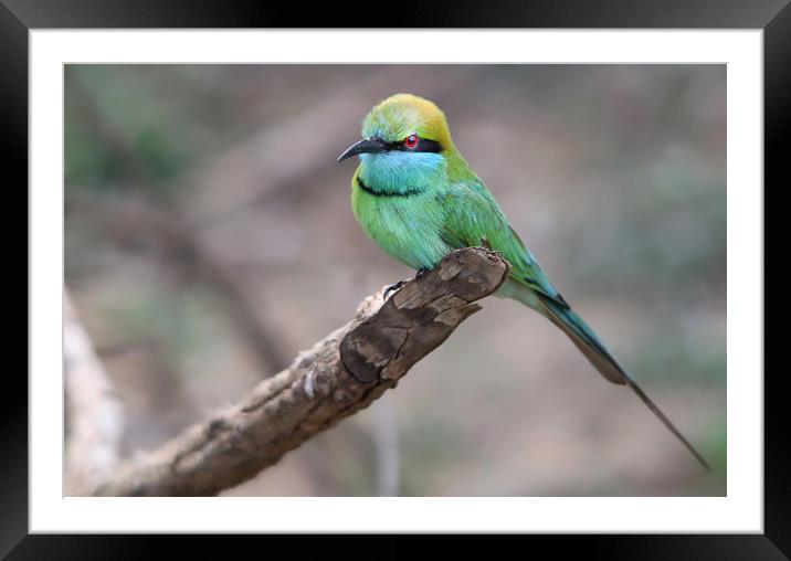Vibrant Green Bee Eater in Exotic Yala Framed Mounted Print by Simon Marlow
