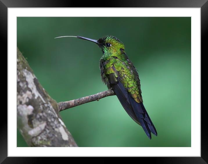 Hummingbird Framed Mounted Print by Simon Marlow