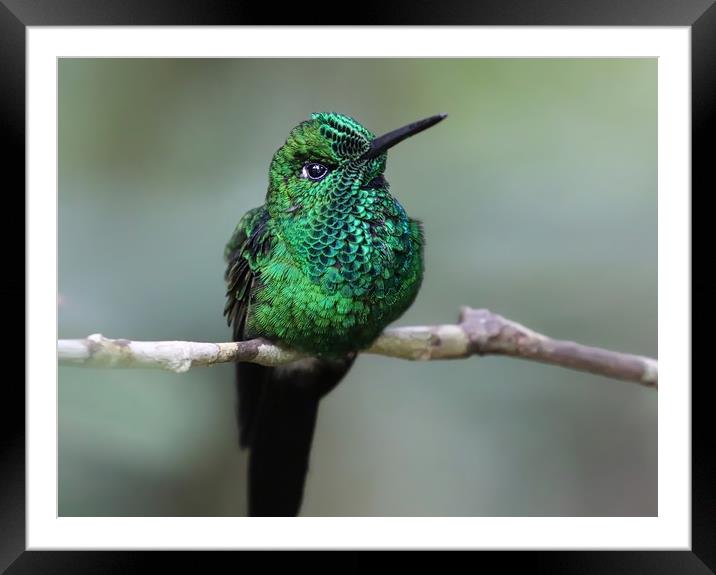 Graceful Green Hummingbird Framed Mounted Print by Simon Marlow