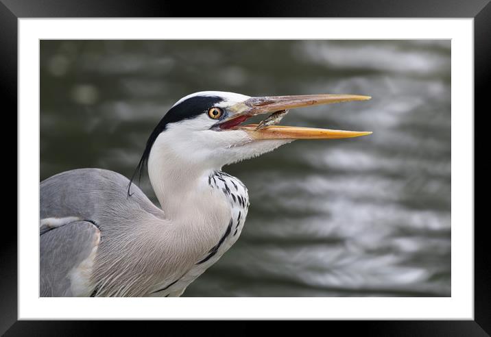 Majestic Grey Heron Catching Prey Framed Mounted Print by Simon Marlow