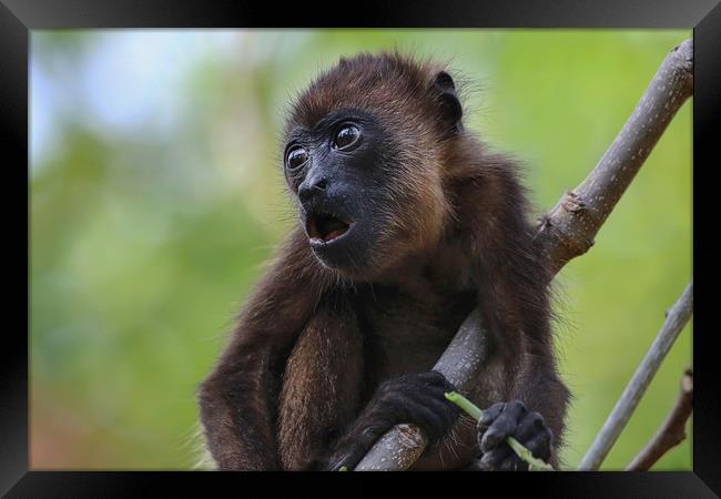 Baby Howler Monkey in a tree in Costa Rica Framed Print by Simon Marlow
