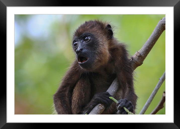 Baby Howler Monkey in a tree in Costa Rica Framed Mounted Print by Simon Marlow