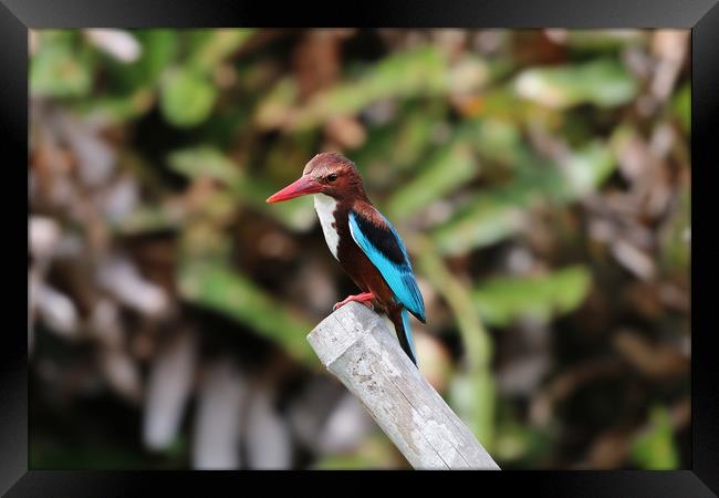 The Elegant WhiteThroated Kingfisher Framed Print by Simon Marlow