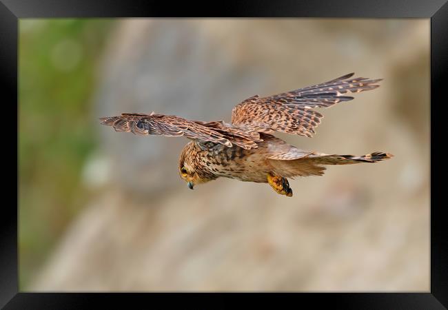 Kestrel Framed Print by Simon Marlow