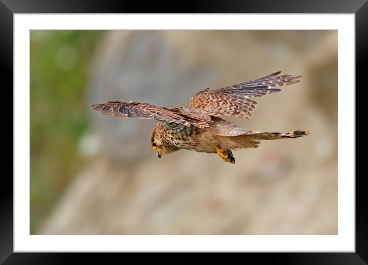 Kestrel Framed Mounted Print by Simon Marlow