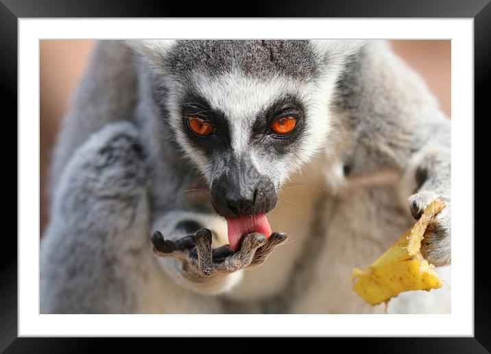 Ring Tailed Lemur licking it's fingers Framed Mounted Print by Simon Marlow