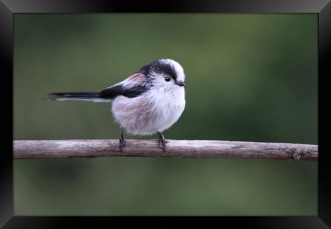 Cute little Long Tailed Tit on a branch Framed Print by Simon Marlow