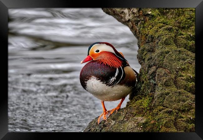 Mandarin duck on a tree by the water Framed Print by Simon Marlow
