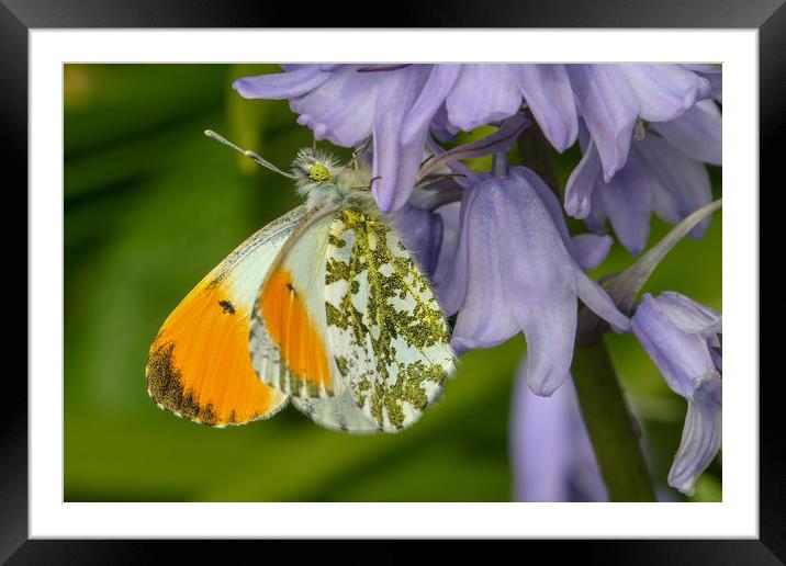 Graceful Orange Tip Butterfly Framed Mounted Print by Simon Marlow