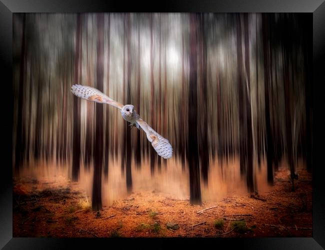 Majestic Barn Owl in the Forest Framed Print by Simon Marlow