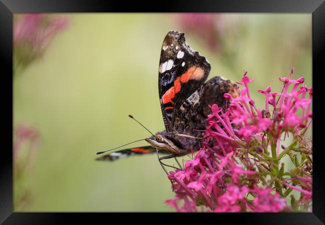 Red Admiral Butterfly on a flower Framed Print by Simon Marlow