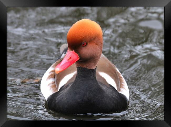 Red Crested Pochard coming towards you Framed Print by Simon Marlow