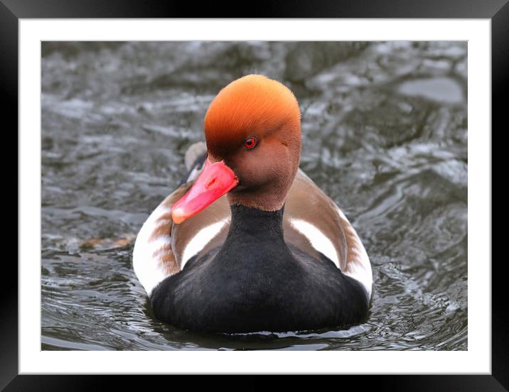Red Crested Pochard coming towards you Framed Mounted Print by Simon Marlow
