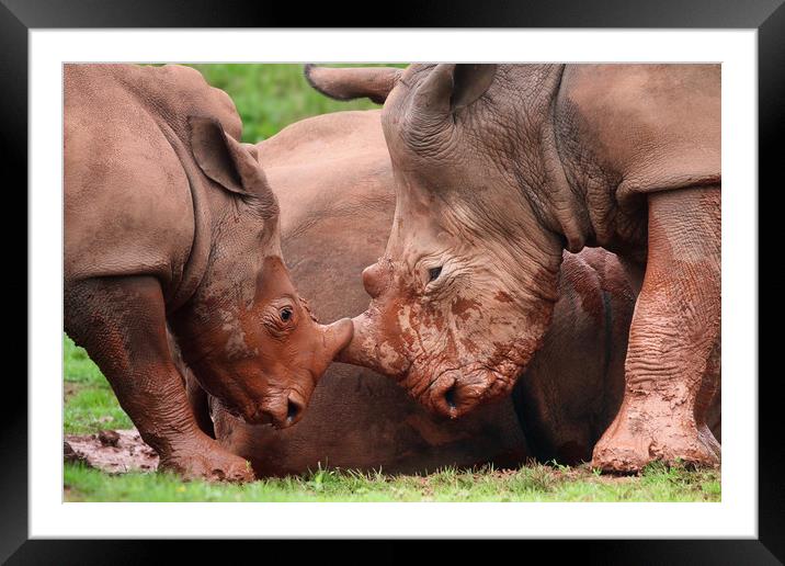 Majestic Rhinos in the Wild Framed Mounted Print by Simon Marlow