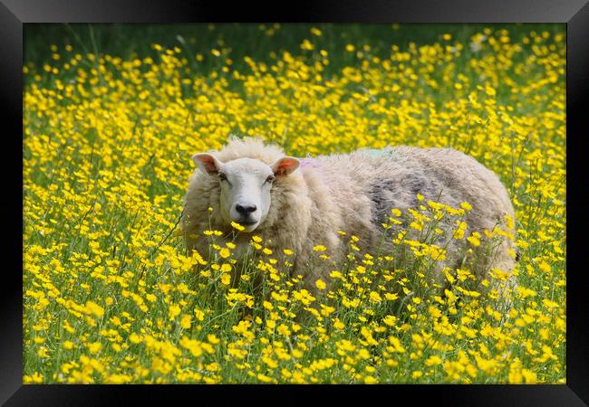 Sheep stood in a field of Daisies Framed Print by Simon Marlow