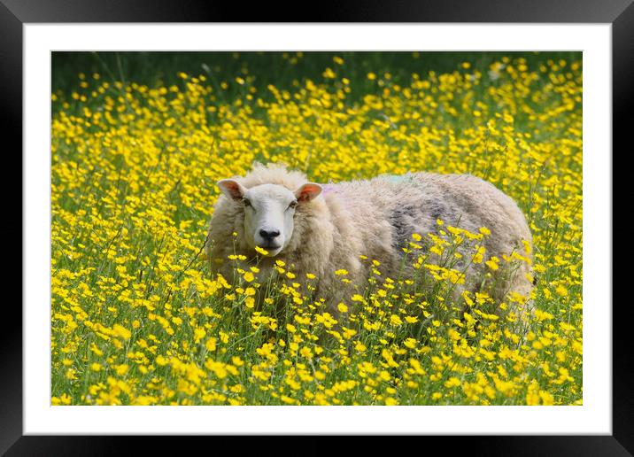 Sheep stood in a field of Daisies Framed Mounted Print by Simon Marlow