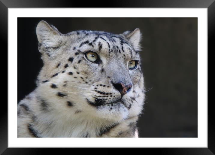 Graceful Snow Leopard Stares into Your Soul Framed Mounted Print by Simon Marlow
