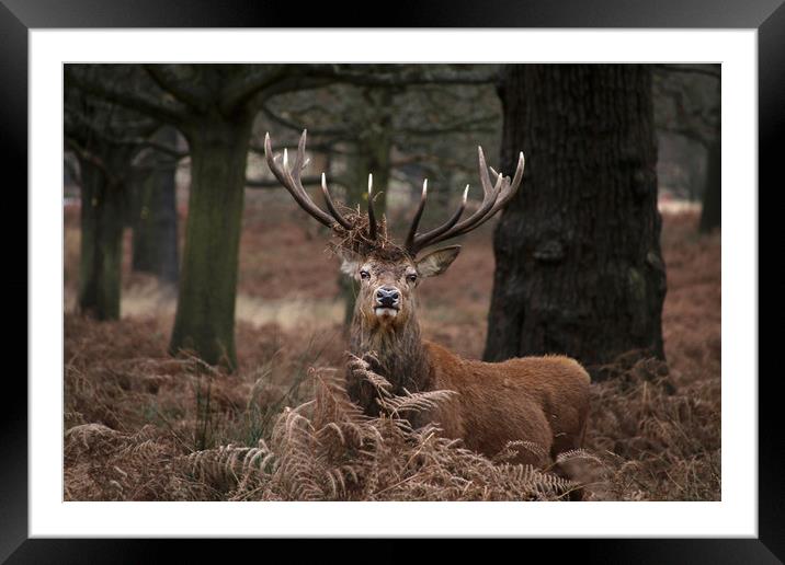 Majestic Stag in the forest Framed Mounted Print by Simon Marlow