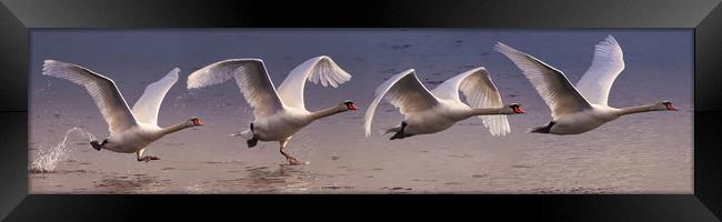 Majestic Swan Takes Flight Framed Print by Simon Marlow