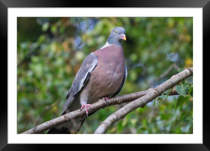 Majestic Wood Pigeon Perched Framed Mounted Print by Simon Marlow