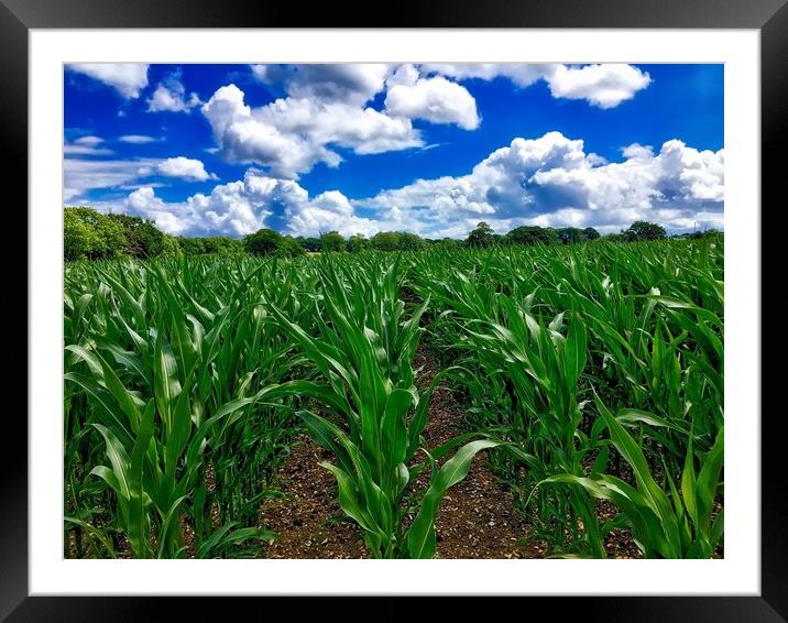 Perspective view through a Sweetcorn field Framed Mounted Print by Simon Marlow
