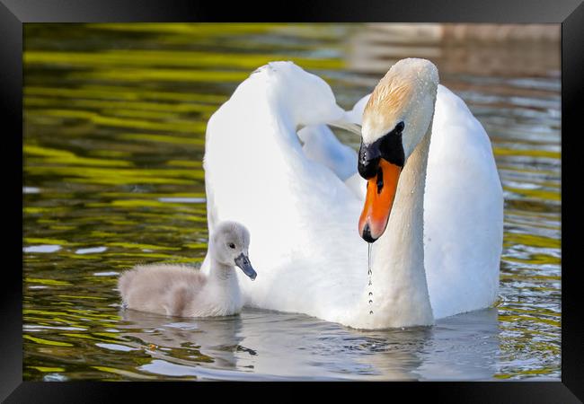 Graceful Love on the Water Framed Print by Simon Marlow