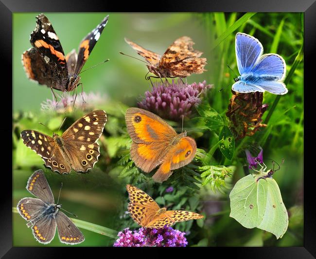 British Butterflies A Flurry of Color and Beauty Framed Print by Simon Marlow