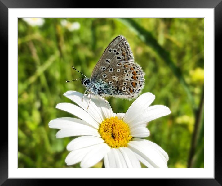 British Blue Butterfly on an ox-eye daisy Framed Mounted Print by Simon Marlow