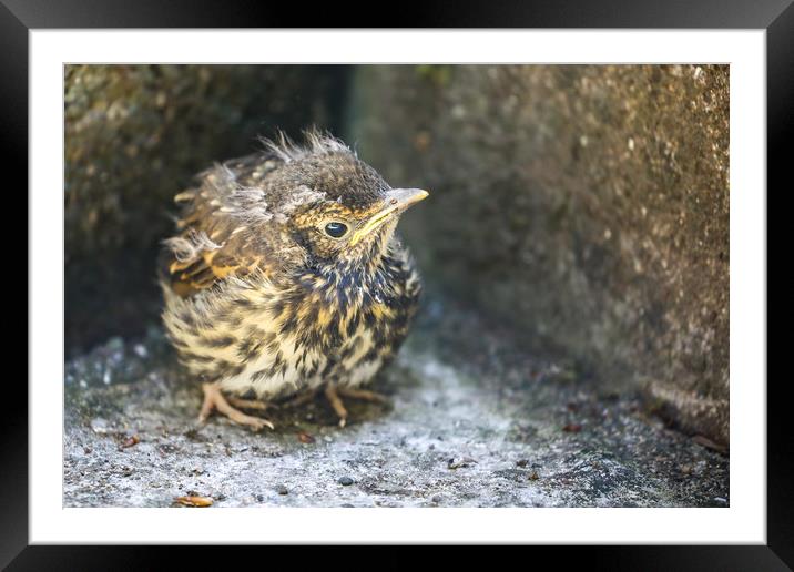 Fledgling Song Thrush on the ground Framed Mounted Print by Simon Marlow
