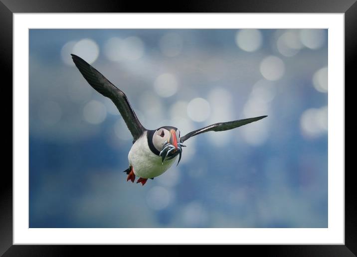 Majestic Puffin Hunting for Sandeels Framed Mounted Print by Simon Marlow