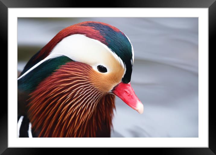 Beautiful closeup of the Mandarin Duck Framed Mounted Print by Simon Marlow