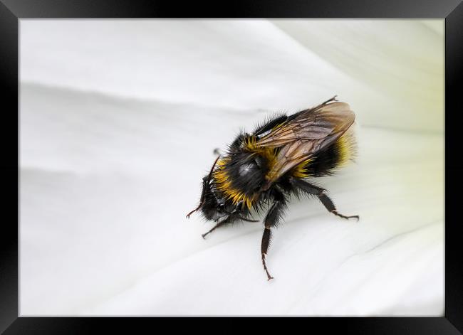closeup of a Bee on a white flower Framed Print by Simon Marlow