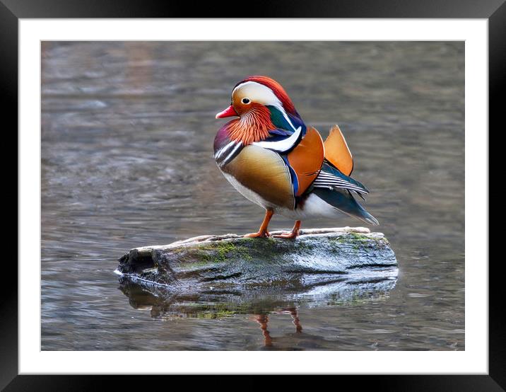 Majestic Mandarin Duck Framed Mounted Print by Simon Marlow