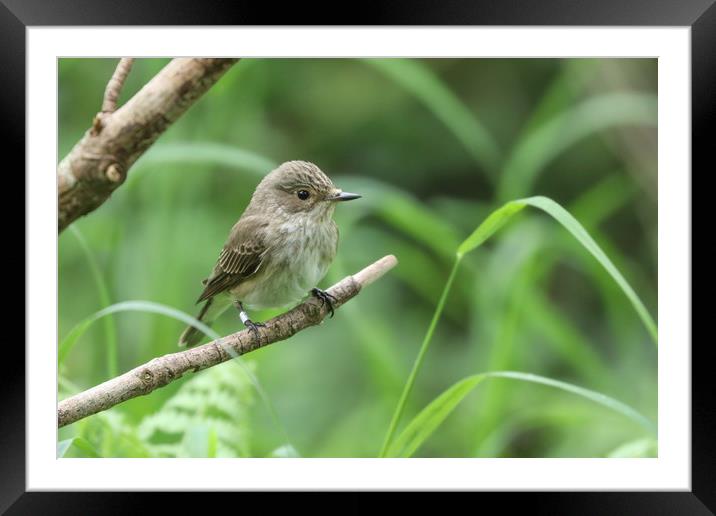 A rare visitor to the UK, the Flycatcher Framed Mounted Print by Simon Marlow
