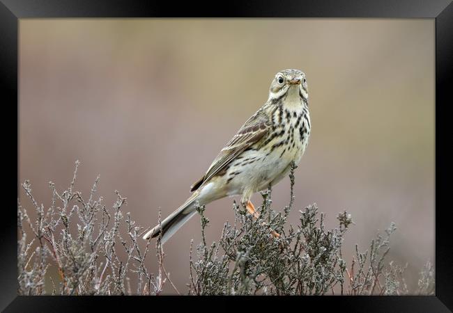 Meadow Pipit taken on Long Mynd, South Shropshire Framed Print by Simon Marlow