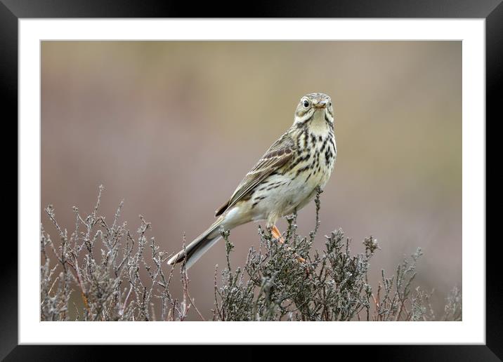 Meadow Pipit taken on Long Mynd, South Shropshire Framed Mounted Print by Simon Marlow