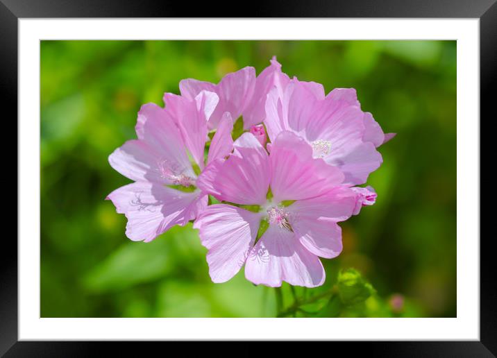 Mesmerizing Musk Mallow Blooms Framed Mounted Print by Simon Marlow