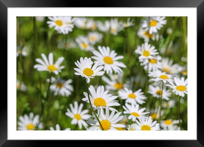 Summer Oxeye Daisies A Burst of Sunshine Framed Mounted Print by Simon Marlow